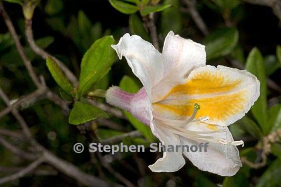 rhododendron occidentale 5 graphic